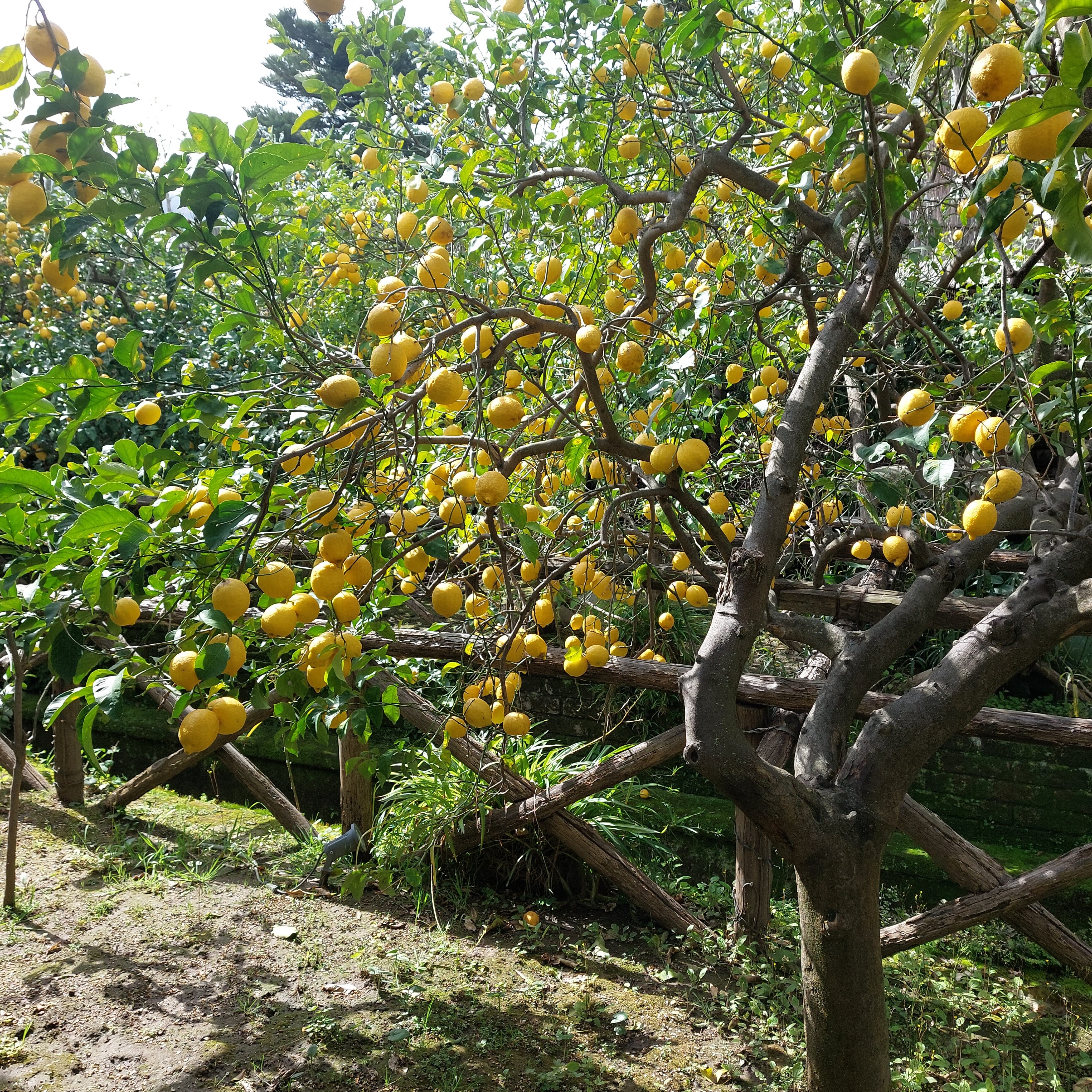 limoncello